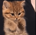 Coryimage.gif