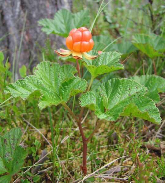 File:FunBerryZe.jpg