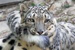 Official CatsCats Wiki